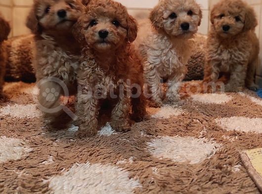 Herkese Her Keseye Toy Poodle Yavrular görsel
