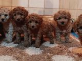 Herkese Her Keseye Toy Poodle Yavrular