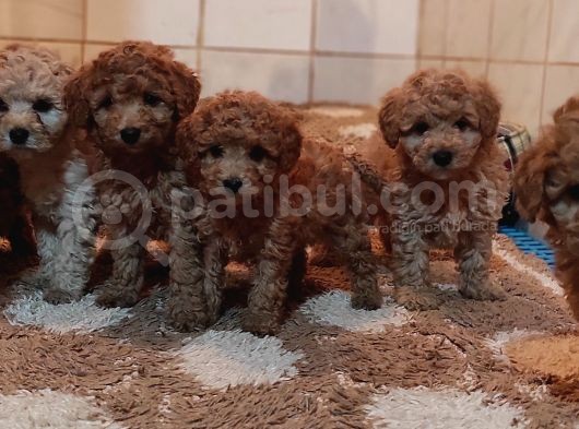 Herkese Her Keseye Toy Poodle Yavrular görsel