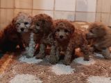 Herkese Her Keseye Toy Poodle Yavrular