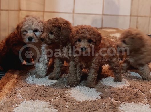Herkese Her Keseye Toy Poodle Yavrular görsel