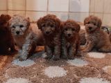 Herkese Her Keseye Toy Poodle Yavrular