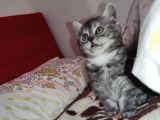 Biritish Shorthair Black Smoke Yavru Kedi