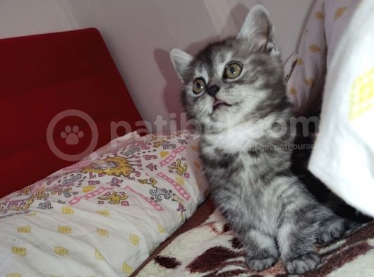 Biritish Shorthair Black Smoke Yavru Kedi görsel