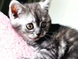 Biritish shorthair black smoke yavru kedi