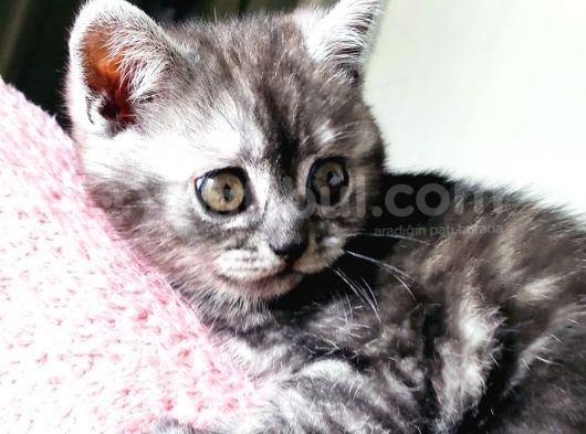 Biritish Shorthair Black Smoke Yavru Kedi