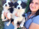 Kahve Ve Siyah Border Collie Yavrular