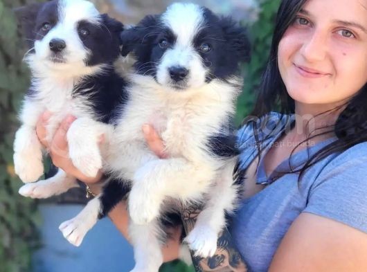 Kahve Ve Siyah Border Collie Yavrular görsel