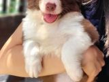 Kahve Ve Siyah Border Collie Yavrular