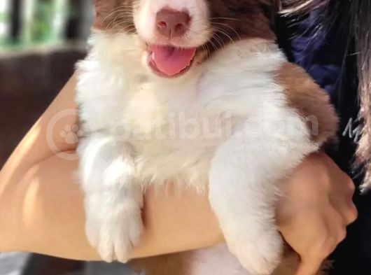 Kahve Ve Siyah Border Collie Yavrular görsel