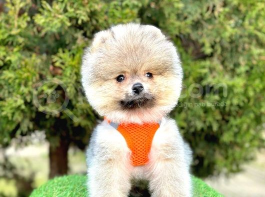 Safkan Pomeranian Boo Yavrularımız görsel