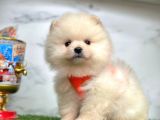 Safkan Pomeranian Boo Yavrularımız