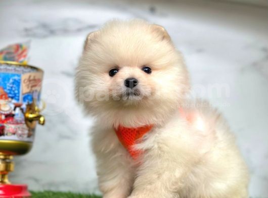 Safkan Pomeranian Boo Yavrularımız görsel