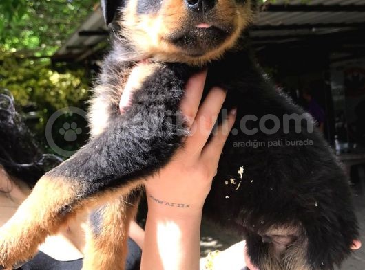 Rotweiller Yavrularım Sağlık Ve Irk Garantilidir görsel