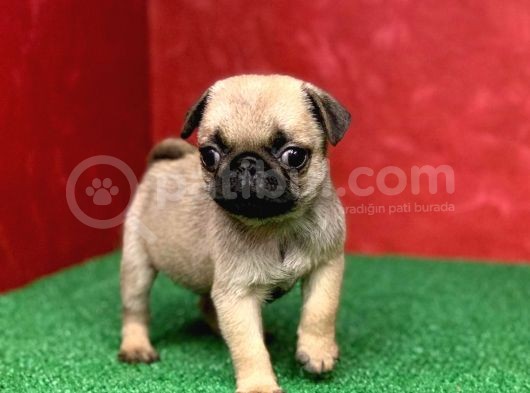 Orjinal Sıfır Burun Gül Kuyurk Muhteşem Dişi Ve Erkek Pug