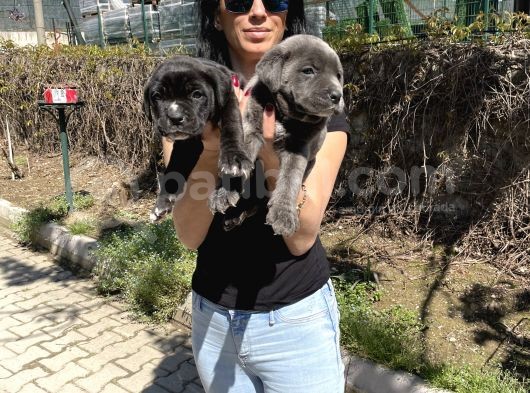 Cane Corso Blue Ve Si Yavrularım Sağlık Ve Irk Garantilid görsel