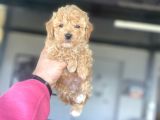 ÇİFTLİĞİMİZDEN TOY BOY POODLE BEBEKLER