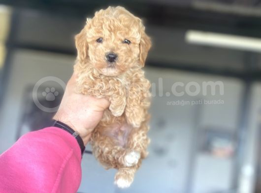 Çi̇ftli̇ği̇mi̇zden Toy Boy Poodle Bebekler