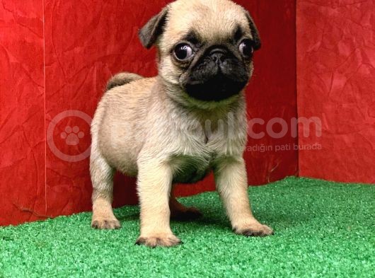 Orjinal Sıfır Burun Gül Kuyurk Muhteşem Dişi Ve Erkek Pug görsel