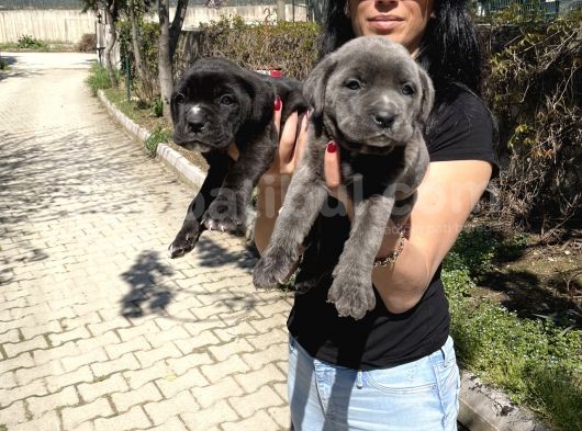Cane Corso Blue Ve Si Yavrularım Sağlık Ve Irk Garantilid görsel