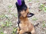 Malinois Die Yazılır Mali Die Anılır