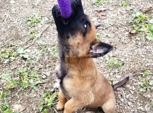 Malinois Die Yazılır Mali Die Anılır görsel