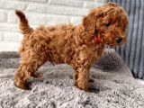 Toy Poodle Erkek