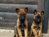 Malinois die yazılır mali die anılır