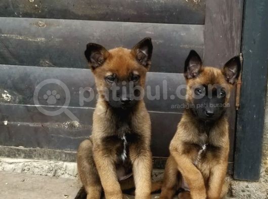 Malinois Die Yazılır Mali Die Anılır