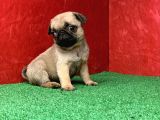 Orjinal Sıfır Burun Gül Kuyurk Muhteşem Dişi Ve Erkek Pug