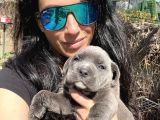 Cane Corso Blue Ve Si Yavrularım Sağlık Ve Irk Garantilid