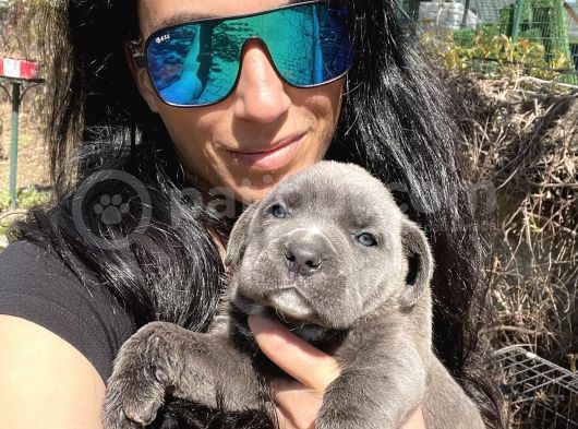 Cane Corso Blue Ve Si Yavrularım Sağlık Ve Irk Garantilid görsel