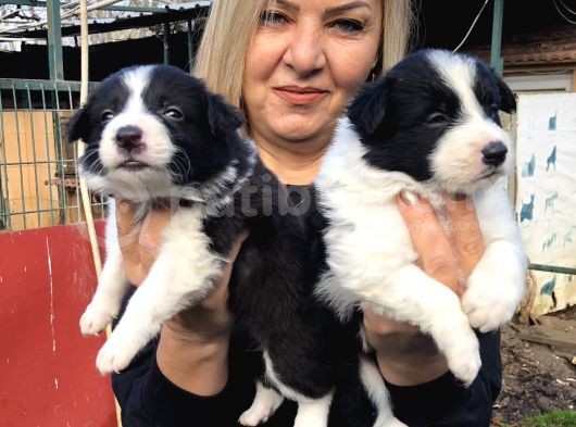 Zeki akıllı efsane bıorder collie yavrularımız