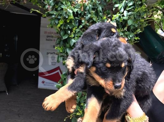 Rotweiller Yavrularım Sağlık Ve Irk Garantilidir görsel