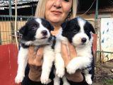 Zeki Akıllı Efsane Bıorder Collie Yavrularımız