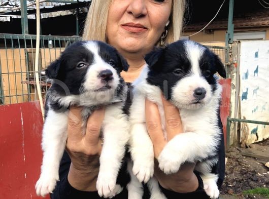 Zeki Akıllı Efsane Bıorder Collie Yavrularımız görsel