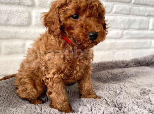 Toy Poodle Erkek görsel