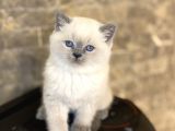 Bri̇ti̇sh Shorthai̇r Blue Poi̇nt Yavrularim