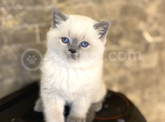 Bri̇ti̇sh Shorthai̇r Blue Poi̇nt Yavrularim görsel