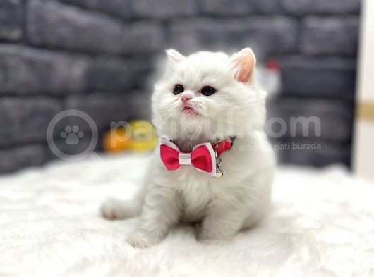 Fi̇rst Class Bri̇ti̇sh Longhai̇r