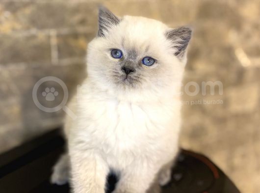 Bri̇ti̇sh Shorthai̇r Blue Poi̇nt Yavrularim görsel