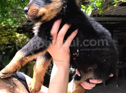 Rotweiller Yavrularım Sağlık Ve Irk Garantilidir görsel