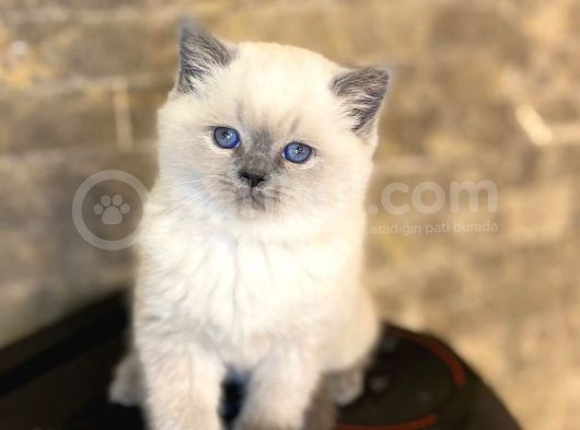 Bri̇ti̇sh Shorthai̇r Blue Poi̇nt Yavrularim