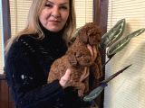 Irk Garali Harika Toy Poodle  Yavrularımız