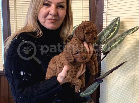 Irk Garali Harika Toy Poodle  Yavrularımız görsel