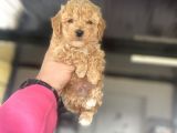 Çi̇ftli̇ği̇mi̇zden Toy Boy Poodle Bebekler