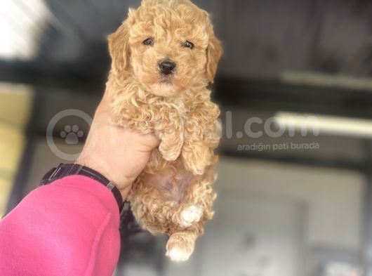 Çi̇ftli̇ği̇mi̇zden Toy Boy Poodle Bebekler görsel