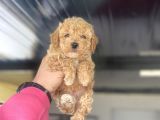 Çi̇ftli̇ği̇mi̇zden Toy Boy Poodle Bebekler