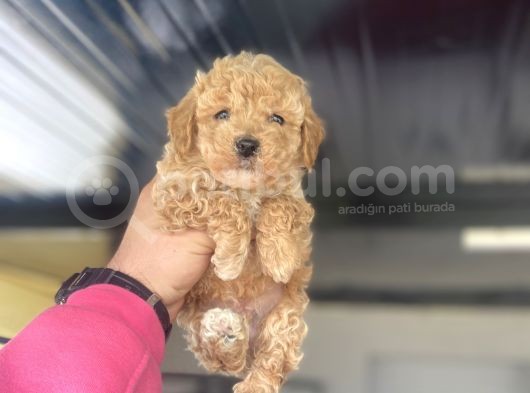 Çi̇ftli̇ği̇mi̇zden Toy Boy Poodle Bebekler görsel