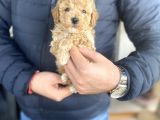 Mi̇ni̇ Boy Orji̇nal Toy Poodle